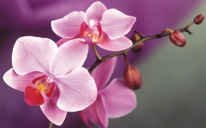 orchid-flower-1